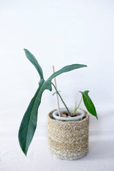 Philodendron leland miyano